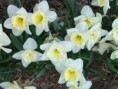 Narcisy